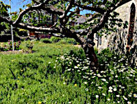 Photograph of St Peter's Garden during 'No Mow May'