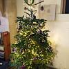 277 St Peter's - Christmas Tree 2022