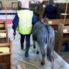 217 Arrival of the Donkey at St Helen's Church 14 April 2019