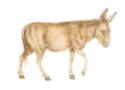 Donkey Drawing of Donkey